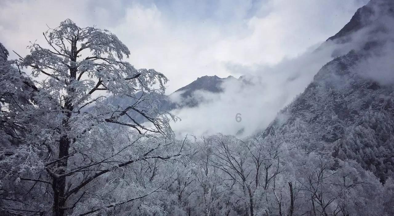 小鸡要回家